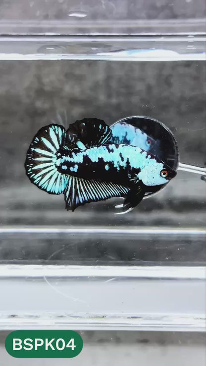 Samurai Plakat Male Betta Fish | You Pick Fish
