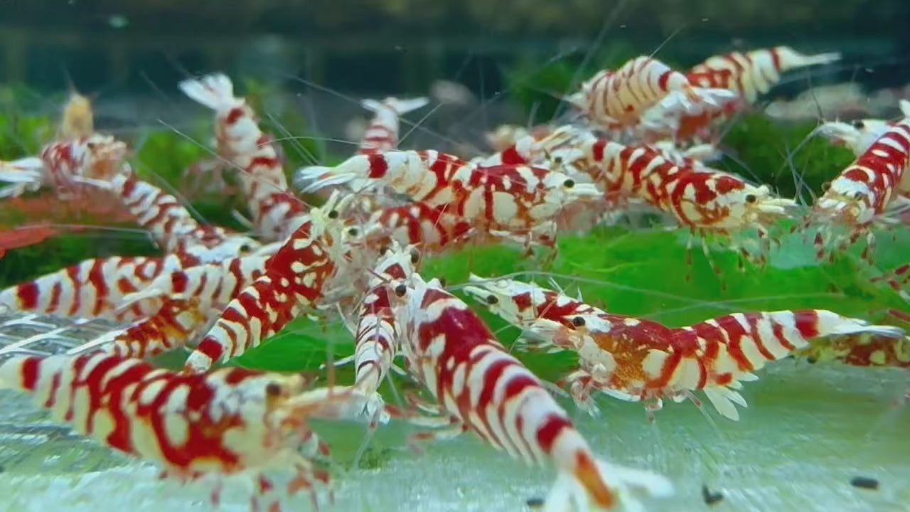 Red Fancy Tiger Caridina Shrimp