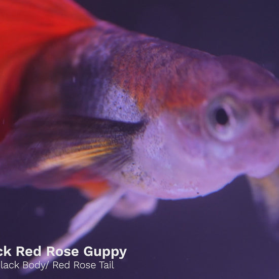 Half Black Red Rose Guppy