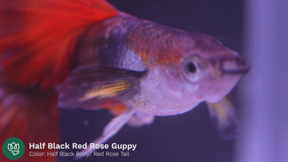 Half Black Red Rose Guppy