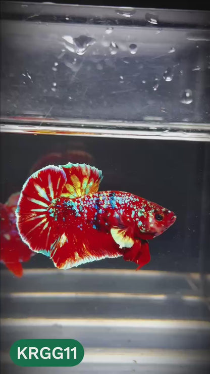 Golden Star Dust Galaxy Plakat Male Betta Fish | Super Rare | You Pick Fish