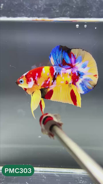 Multicolor Plakat Male Betta Fish | Show Grade |  You Pick Fish