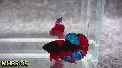 Hellboy Plakat Male Betta Fish | Order Directly From Farm | You Pick Fish