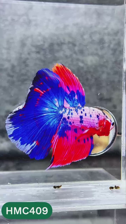 Multicolor Halfmoon Male Betta Fish | High Grade | Order Directly From Farm |  You Pick Fish |