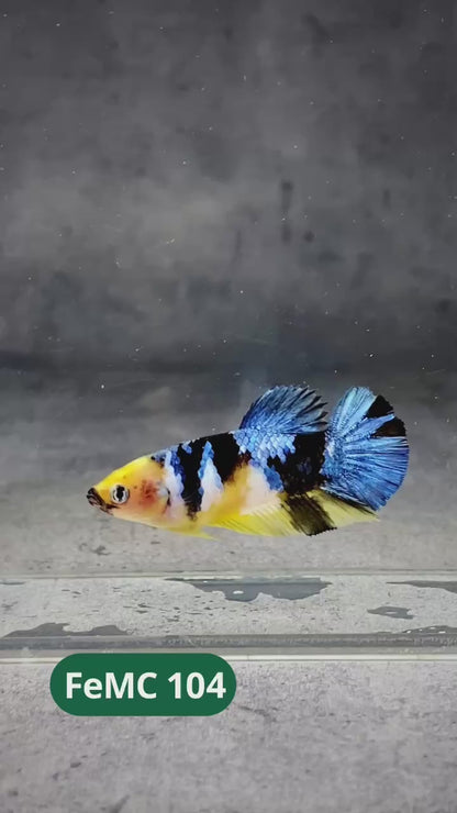 Multicolor Female Betta Fish | You Pick Fish | High Grade