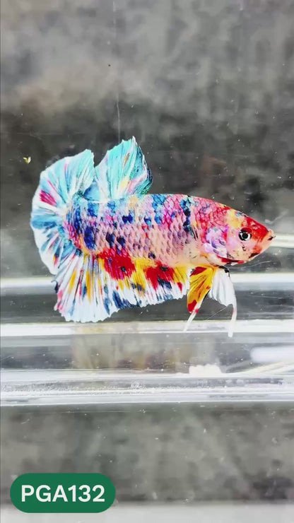 King Giant Plakat Male Betta Fish | You Pick Fish | High Grade