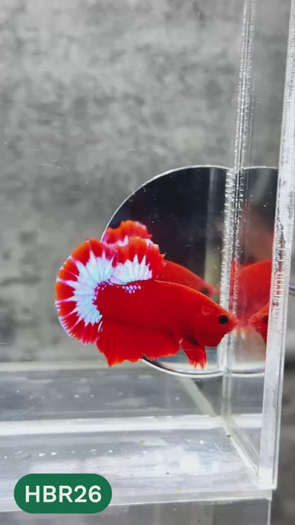 Hellboy Plakat Male Betta Fish | Order Directly From Farm | You Pick Fish