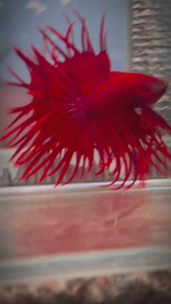 Crowntail Super Red Male Betta Fish — Swimming Video