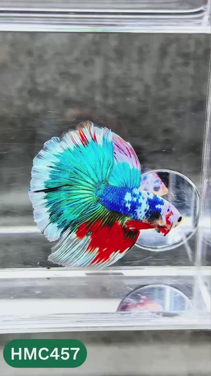 Multicolor Halfmoon Male Betta Fish | Order Directly From Farm | You Pick Fish