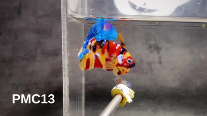 Multicolor Plakat Male Betta Fish |Show Grade|  You Pick Fish