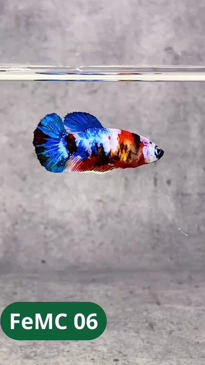 Multicolor Female Betta Fish | You Pick Fish | High Grade