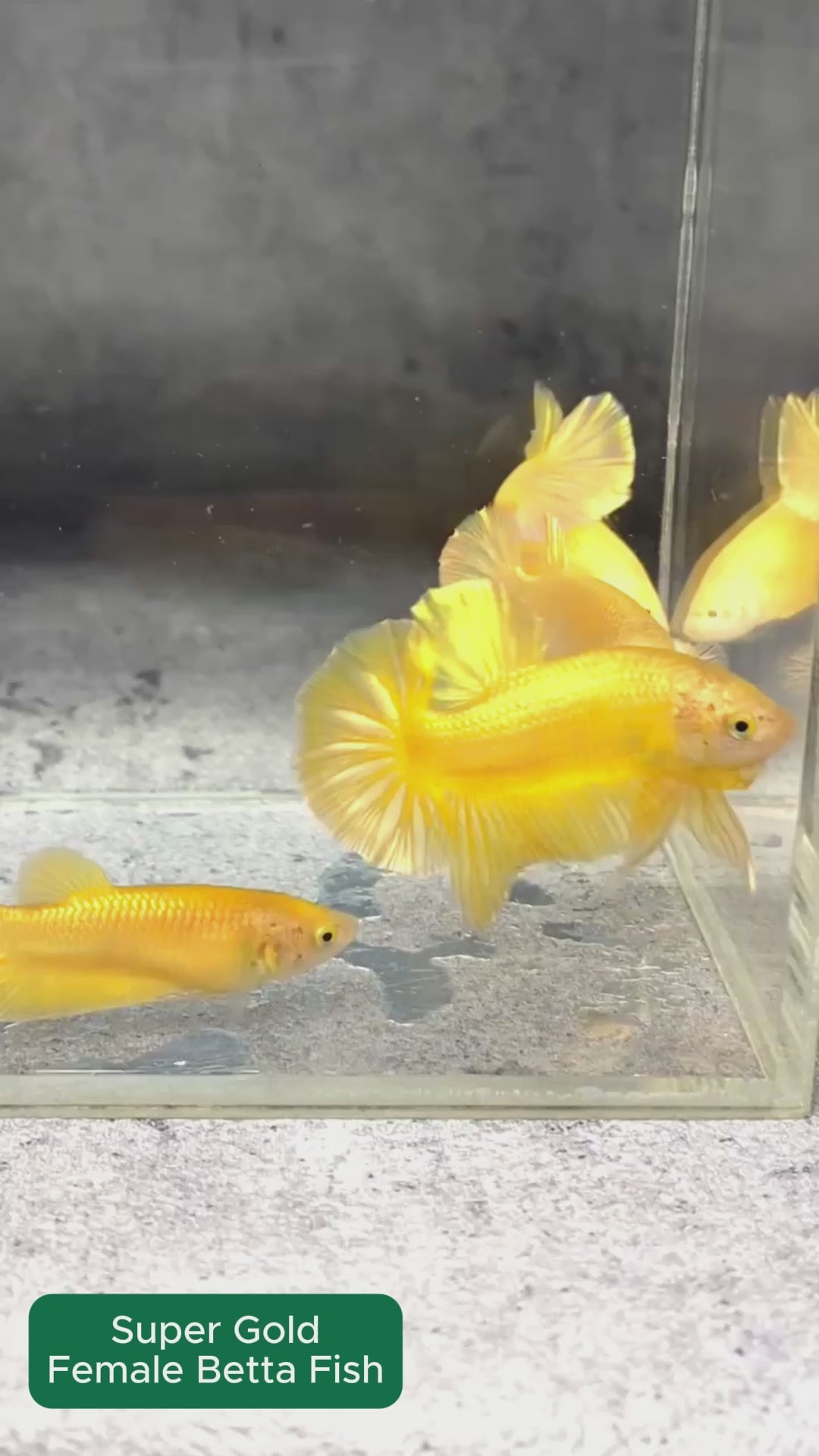 Super Gold Female Betta Fish | Premium Gold
