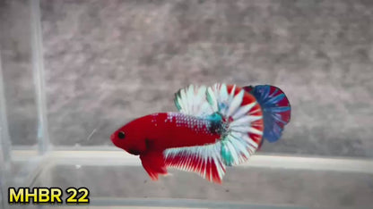 Hellboy Plakat Male Betta Fish | Order Directly From Farm | You Pick Fish