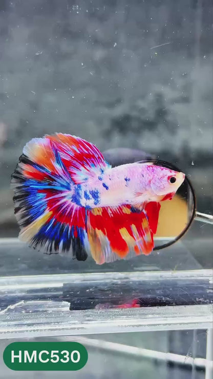 Nemo Halfmoon Male Betta Fish | Order Directly From Farm | You Pick Fish