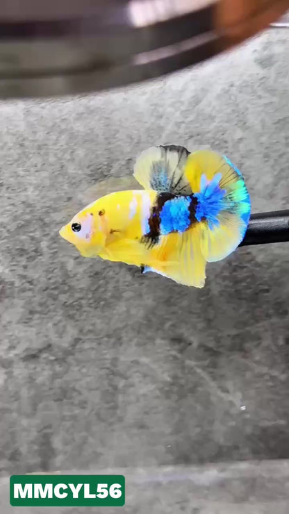 Multicolor Yellow Base Plakat Male Betta Fish | Order Directly From Farm|  You Pick Fish