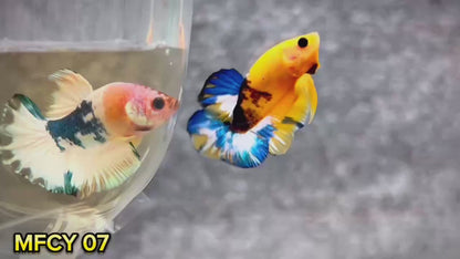 Yellow Fancy Male Betta Fish | Order Directly From Farm | You Pick Fish
