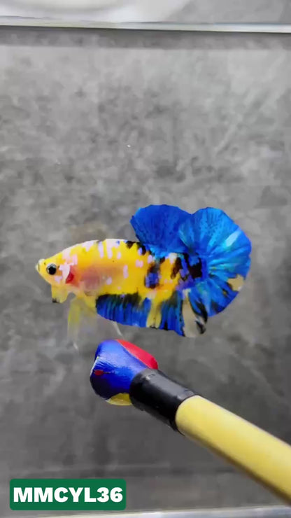 Multicolor Yellow Base Plakat Male Betta Fish | Order Directly From Farm|  You Pick Fish