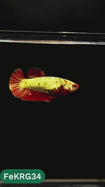 Koi Red Gold Female Betta Fish | You Pick Fish | High Grade