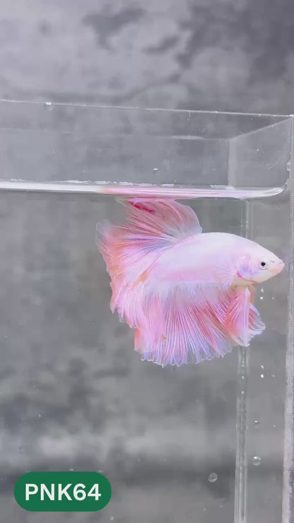 Pink Halfmoon Male Betta Fish | You Pick Fish | Order Directly From Farm