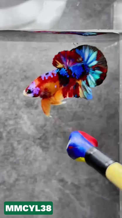 Multicolor Yellow Base Plakat Male Betta Fish | Order Directly From Farm|  You Pick Fish