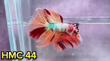 Multicolor Halfmoon Male Betta Fish | Order Directly From Farm | You Pick Fish