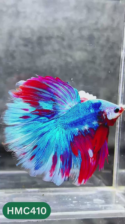 Multicolor Halfmoon Male Betta Fish | High Grade | Order Directly From Farm |  You Pick Fish |