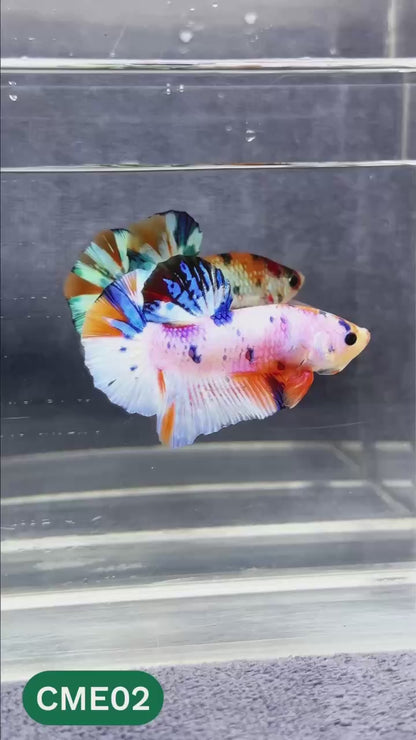 Multicolor Metallic Plakat Male Betta Fish | You Pick Fish | Exclusive Grade