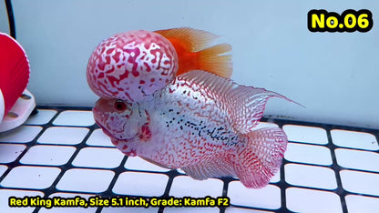 King Kamfa Flowerhorn Cichlid | You Pick Fish |