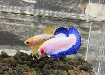 Marble Rim Plakat Male Betta Fish