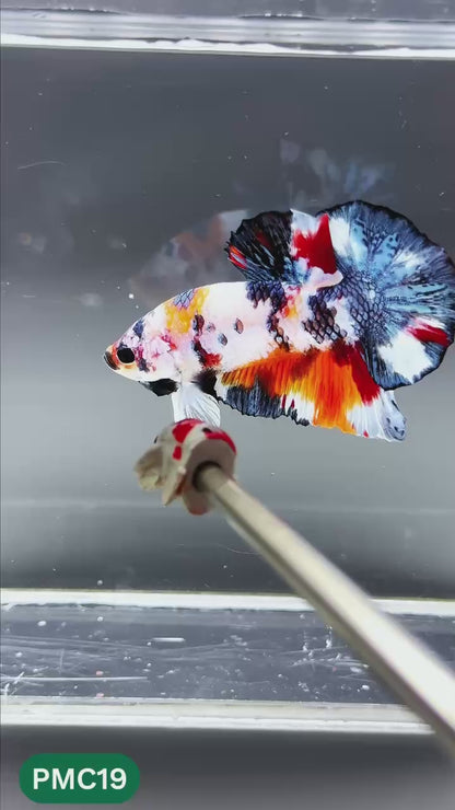 Multicolor Plakat Male Betta Fish | Show Grade |  You Pick Fish