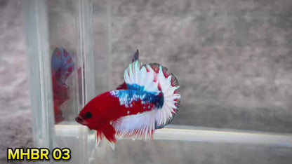 Hellboy Plakat Male Betta Fish | Order Directly From Farm | You Pick Fish