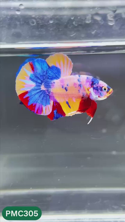 Multicolor Plakat Male Betta Fish | Show Grade |  You Pick Fish