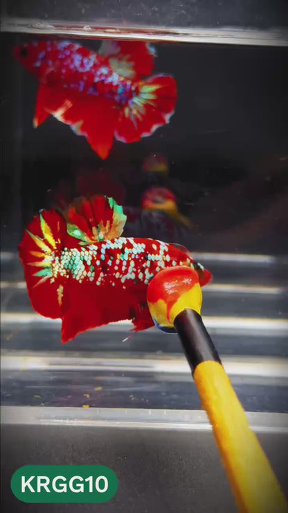 Golden Star Dust Galaxy Plakat Male Betta Fish | Super Rare | You Pick Fish
