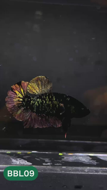 Black Panther Plakat Male Betta Fish | You Pick Fish | Rare Betta