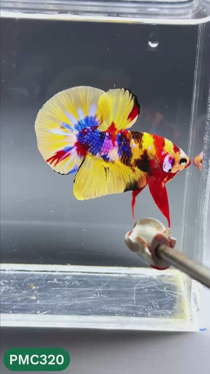 Multicolor Plakat Male Betta Fish | Show Grade |  You Pick Fish