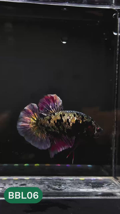 Black Panther Plakat Male Betta Fish | You Pick Fish | Rare Betta