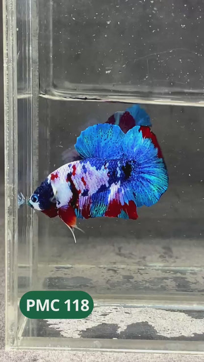 Multicolor Plakat Male Betta Fish |Show Grade|  You Pick Fish