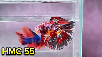 Multicolor Halfmoon Male Betta Fish | Order Directly From Farm | You Pick Fish