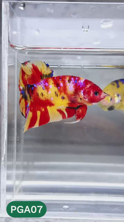 King Giant Plakat Male Betta Fish | You Pick Fish | High Grade