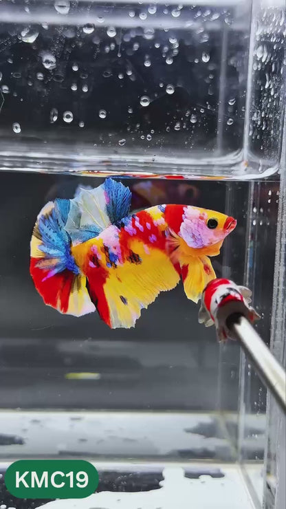 Multicolor Yellow Base Plakat Male Betta Fish | Order Directly From Farm |  You Pick Fish
