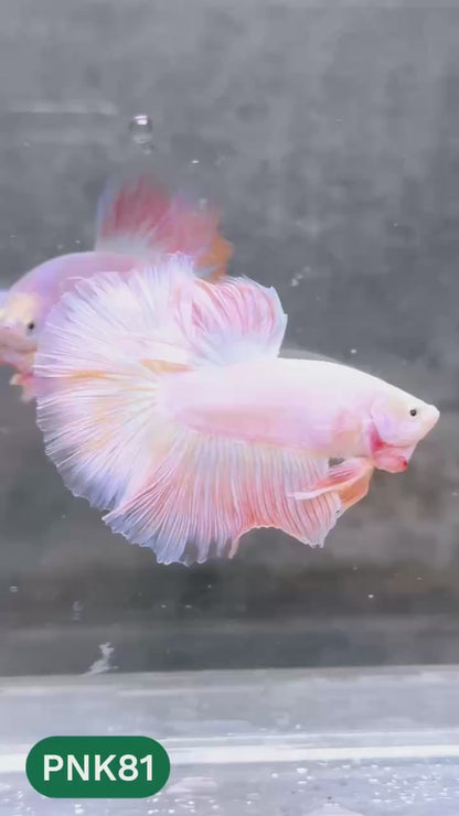 Pink Halfmoon Male Betta Fish | You Pick Fish | Order Directly From Farm
