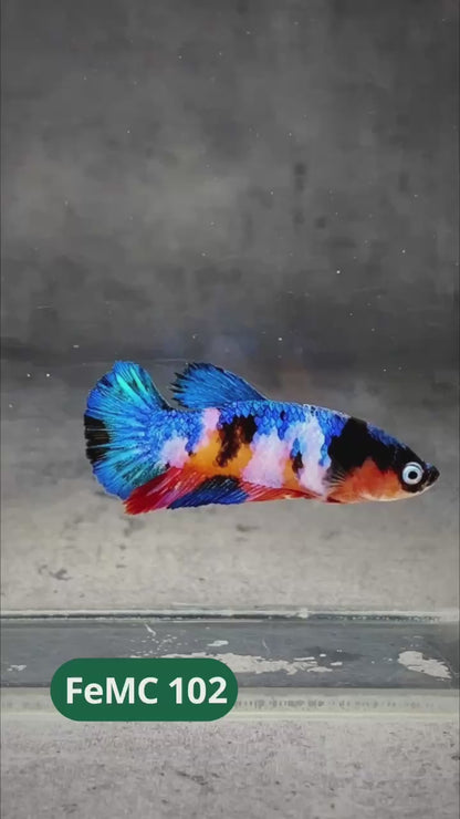 Multicolor Female Betta Fish | You Pick Fish | High Grade