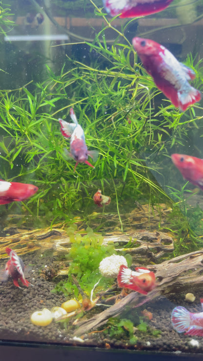 Red Fancy Copper White Scale Female Betta Fish