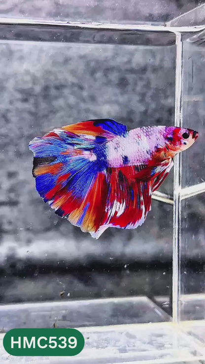 Nemo Halfmoon Male Betta Fish | Order Directly From Farm | You Pick Fish