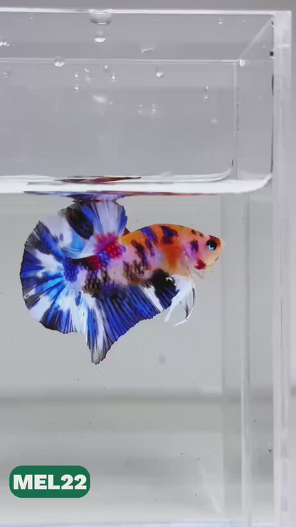 Metallic Plakat Betta Fish | You Pick Betta | Exotic Fish
