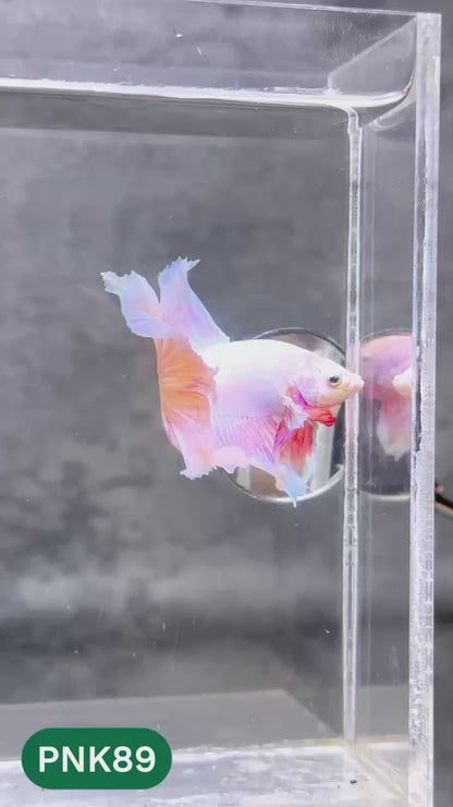 Pink Halfmoon Male Betta Fish | You Pick Fish | Order Directly From Farm