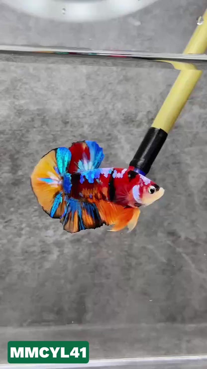 Multicolor Yellow Base Plakat Male Betta Fish | Order Directly From Farm|  You Pick Fish