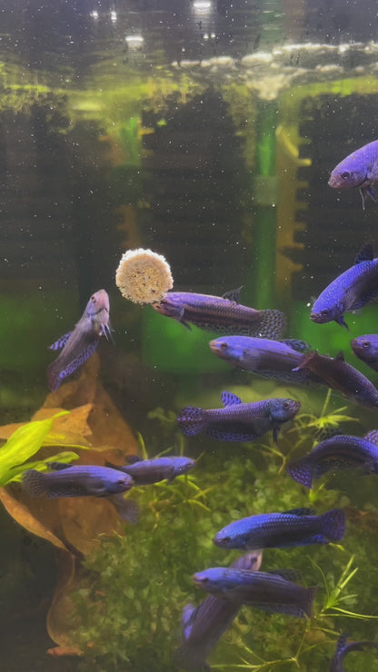 Blue Alien Female Betta Fish