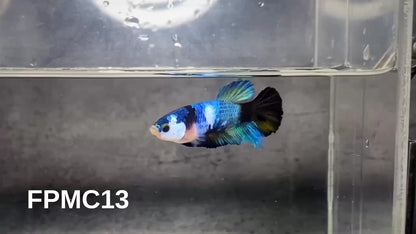 Multicolor Female Betta Fish | You Pick Fish  | High Grade