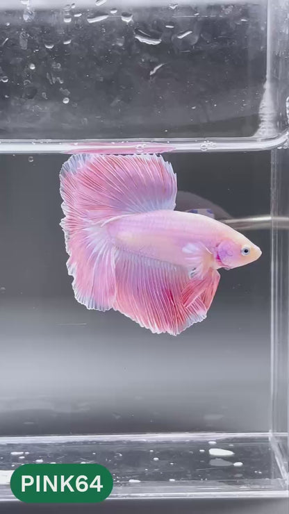 Pink Halfmoon Male Betta Fish | You Pick Fish | Order Directly From Farm